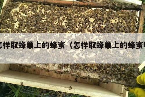 怎样取蜂巢上的蜂蜜（怎样取蜂巢上的蜂蜜呢）