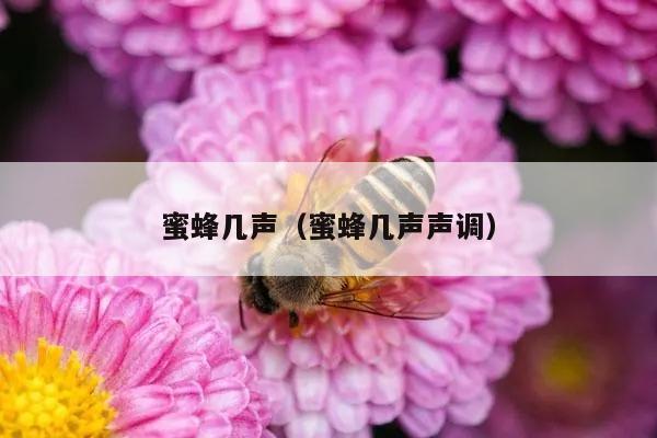 蜜蜂几声（蜜蜂几声声调）