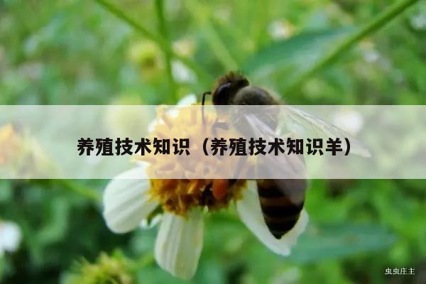 养殖技术知识（养殖技术知识羊）