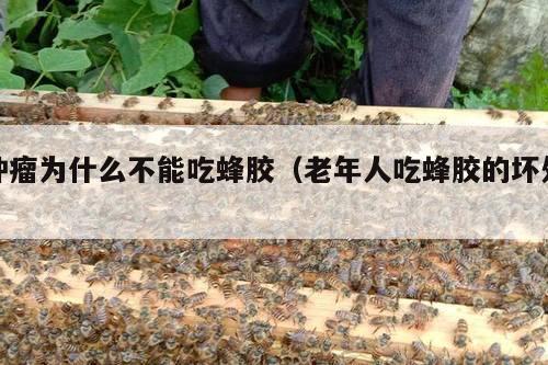 肿瘤为什么不能吃蜂胶（老年人吃蜂胶的坏处）