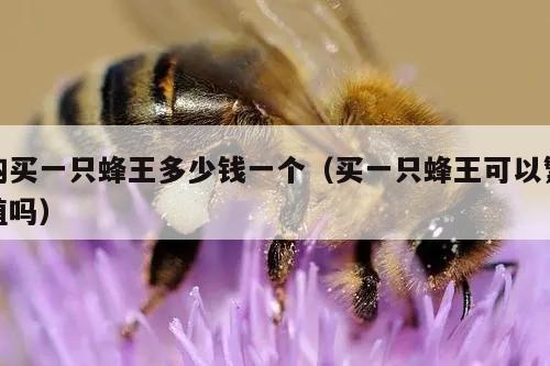 购买一只蜂王多少钱一个（买一只蜂王可以繁殖吗）