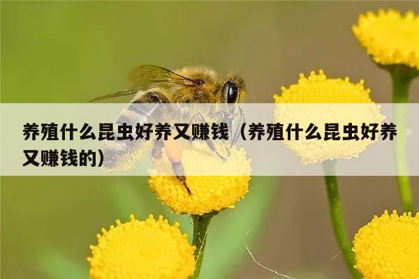 养殖什么昆虫好养又赚钱（养殖什么昆虫好养又赚钱的）