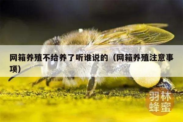 网箱养殖不给养了听谁说的（网箱养殖注意事项）
