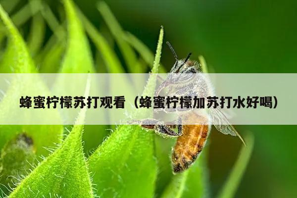 蜂蜜柠檬苏打观看（蜂蜜柠檬加苏打水好喝）