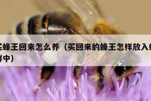 买蜂王回来怎么养（买回来的蜂王怎样放入蜂群中）