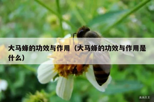 大马蜂的功效与作用（大马蜂的功效与作用是什么）