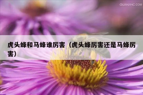 虎头蜂和马蜂谁厉害（虎头蜂厉害还是马蜂厉害）