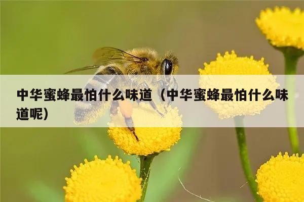 中华蜜蜂最怕什么味道（中华蜜蜂最怕什么味道呢）