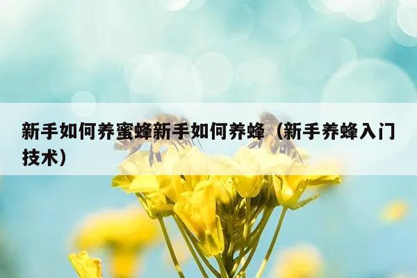 新手如何养蜜蜂新手如何养蜂（新手养蜂入门技术）
