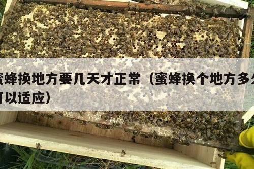 蜜蜂换地方要几天才正常（蜜蜂换个地方多久可以适应）
