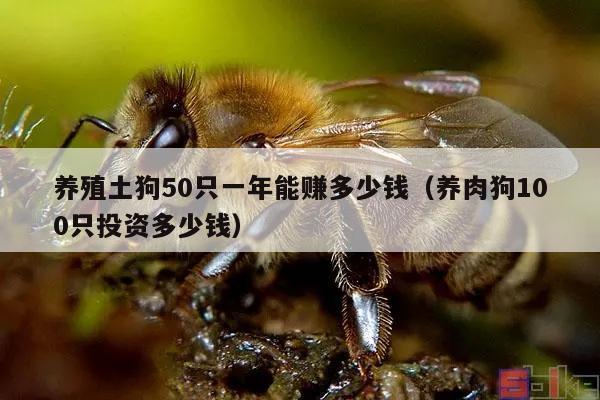 养殖土狗50只一年能赚多少钱（养肉狗100只投资多少钱）