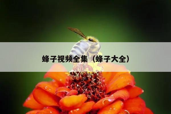 蜂子视频全集（蜂子大全）
