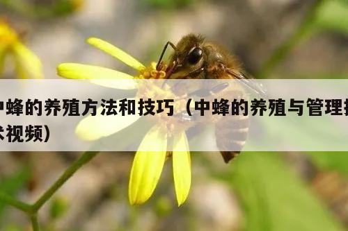 中蜂的养殖方法和技巧（中蜂的养殖与管理技术视频）