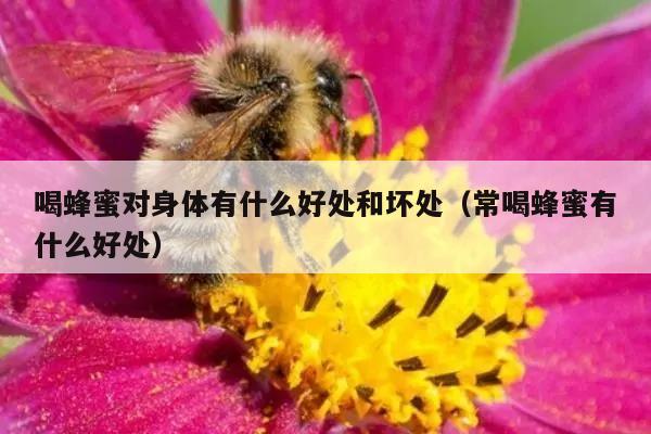 喝蜂蜜对身体有什么好处和坏处（常喝蜂蜜有什么好处）