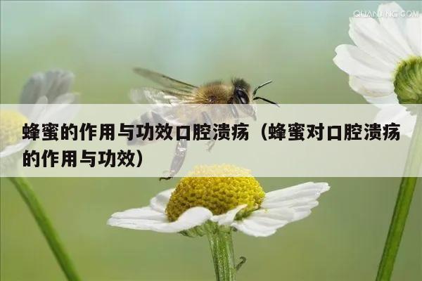 蜂蜜的作用与功效口腔溃疡（蜂蜜对口腔溃疡的作用与功效）