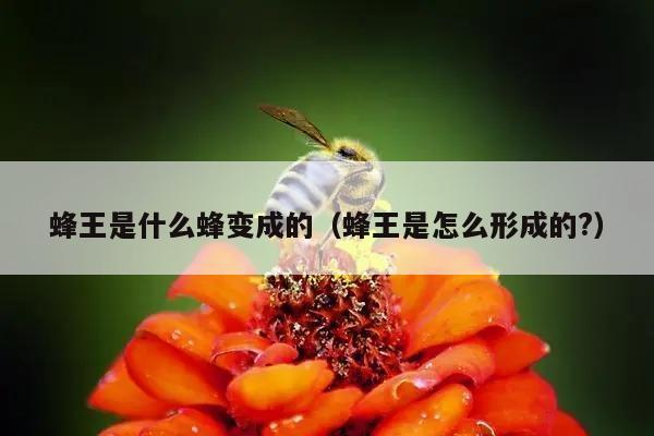 蜂王是什么蜂变成的（蜂王是怎么形成的?）