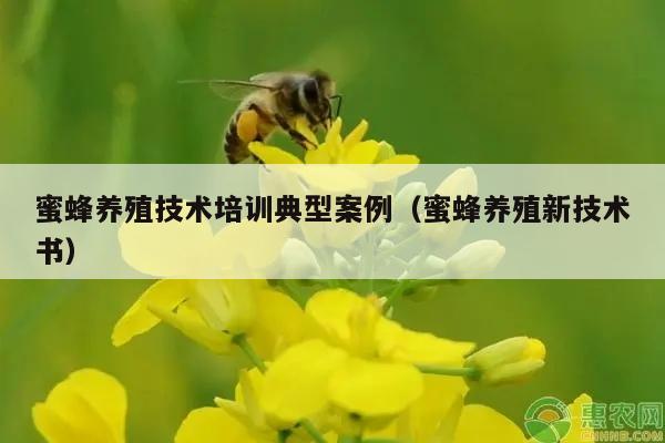 蜜蜂养殖技术培训典型案例（蜜蜂养殖新技术书）