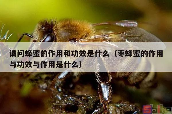 请问蜂蜜的作用和功效是什么（枣蜂蜜的作用与功效与作用是什么）