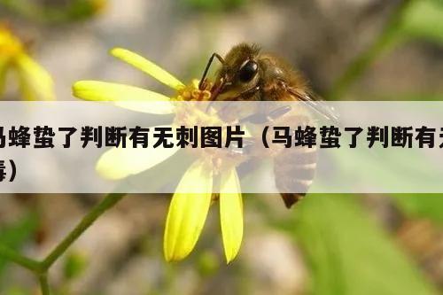 马蜂蛰了判断有无刺图片（马蜂蛰了判断有无毒）