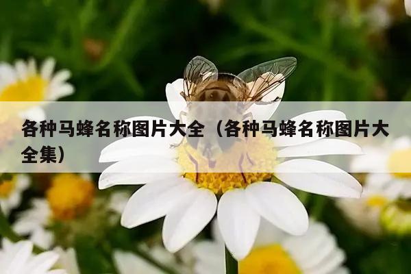 各种马蜂名称图片大全（各种马蜂名称图片大全集）