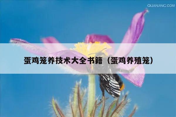 蛋鸡笼养技术大全书籍（蛋鸡养殖笼）