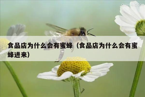 食品店为什么会有蜜蜂（食品店为什么会有蜜蜂进来）