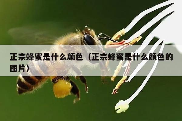 正宗蜂蜜是什么颜色（正宗蜂蜜是什么颜色的图片）