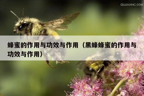 蜂蜜的作用与功效与作用（黑蜂蜂蜜的作用与功效与作用）
