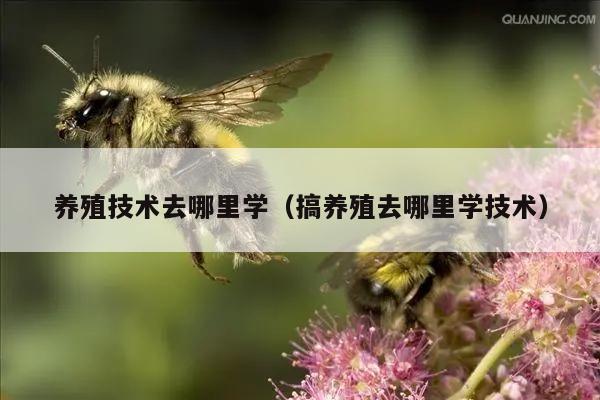 养殖技术去哪里学（搞养殖去哪里学技术）