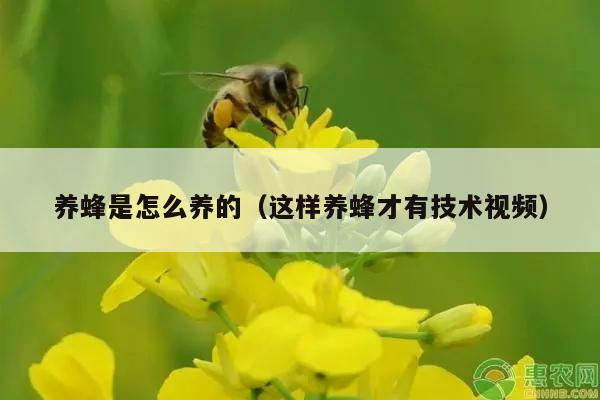 养蜂是怎么养的（这样养蜂才有技术视频）