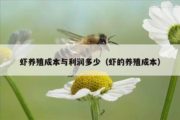 虾养殖成本与利润多少（虾的养殖成本）