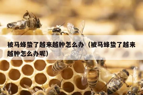被马蜂蛰了越来越肿怎么办（被马蜂蛰了越来越肿怎么办呢）