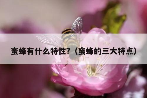 蜜蜂有什么特性?（蜜蜂的三大特点）
