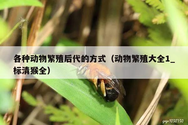 各种动物繁殖后代的方式（动物繁殖大全1_标清猴全）
