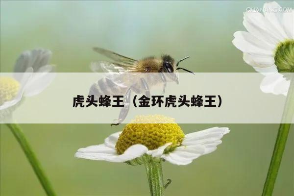 虎头蜂王（金环虎头蜂王）