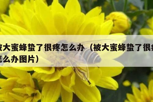 被大蜜蜂蛰了很疼怎么办（被大蜜蜂蛰了很疼怎么办图片）