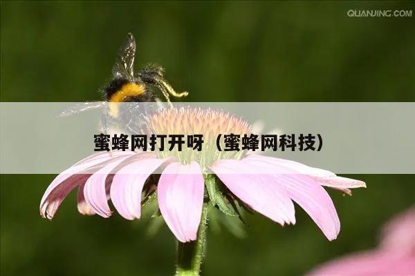 蜜蜂网打开呀（蜜蜂网科技）