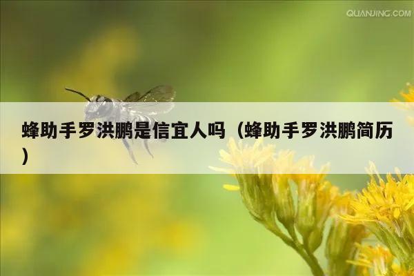蜂助手罗洪鹏是信宜人吗（蜂助手罗洪鹏简历）