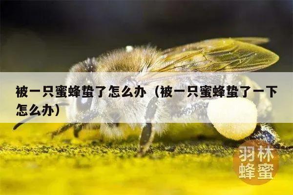 被一只蜜蜂蛰了怎么办（被一只蜜蜂蛰了一下怎么办）