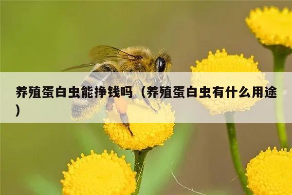 养殖蛋白虫能挣钱吗（养殖蛋白虫有什么用途）