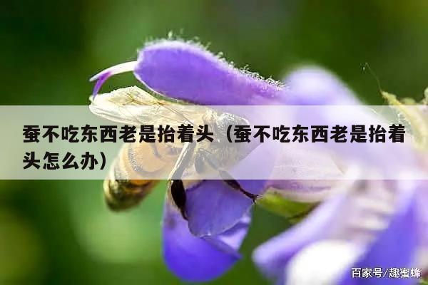 蚕不吃东西老是抬着头（蚕不吃东西老是抬着头怎么办）