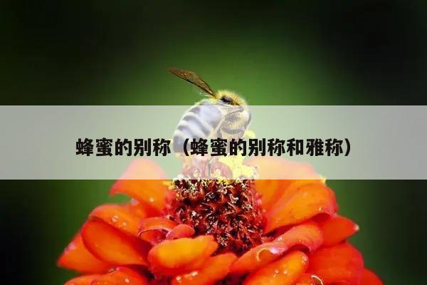 蜂蜜的别称（蜂蜜的别称和雅称）
