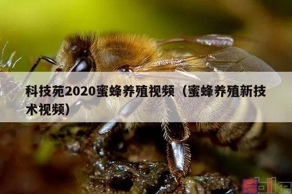 科技苑2020蜜蜂养殖视频（蜜蜂养殖新技术视频）
