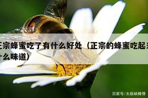 正宗蜂蜜吃了有什么好处（正宗的蜂蜜吃起来什么味道）