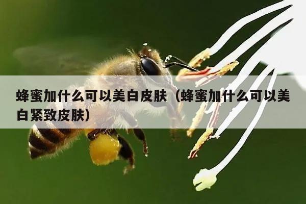 蜂蜜加什么可以美白皮肤（蜂蜜加什么可以美白紧致皮肤）