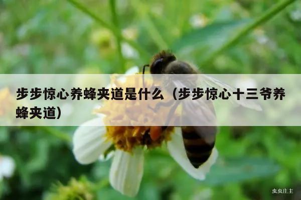 步步惊心养蜂夹道是什么（步步惊心十三爷养蜂夹道）