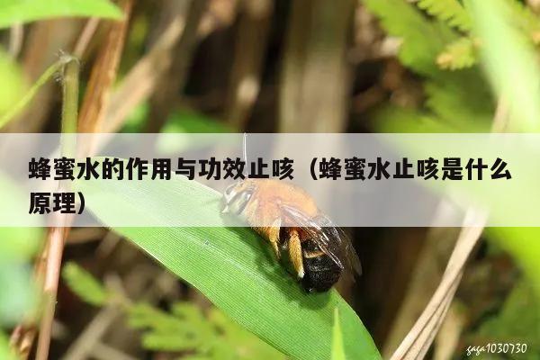 蜂蜜水的作用与功效止咳（蜂蜜水止咳是什么原理）