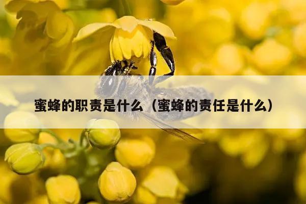 蜜蜂的职责是什么（蜜蜂的责任是什么）