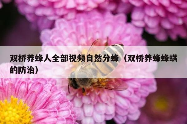 双桥养蜂人全部视频自然分蜂（双桥养蜂蜂螨的防治）