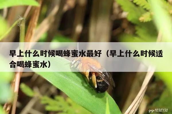 早上什么时候喝蜂蜜水最好（早上什么时候适合喝蜂蜜水）